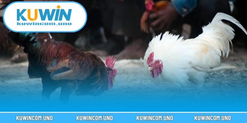 Các loại hình Đá gà KUWIN mang đến trải nghiệm phong phú