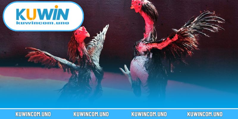 Luật chơi cần nắm khi tham gia đá gà KUWIN