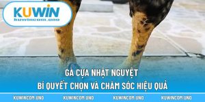 Gà Cựa Nhật Nguyệt - Bí Quyết Chọn Và Chăm Sóc Hiệu Quả