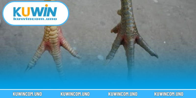  Lý do chọn gà cựa nhật nguyệt vì sức chiến đấu mạnh