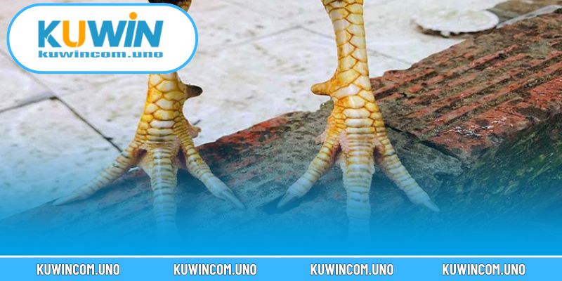 Nhận biết gà cựa nhật nguyệt qua ngoại hình và phản xạ nhanh