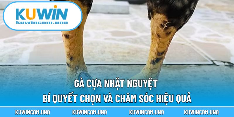 Gà Cựa Nhật Nguyệt - Bí Quyết Chọn Và Chăm Sóc Hiệu Quả