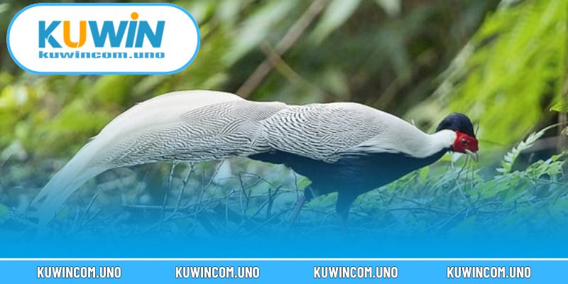 Nhận biết gà mặt trăng qua hình thể, màu lông và mắt tinh