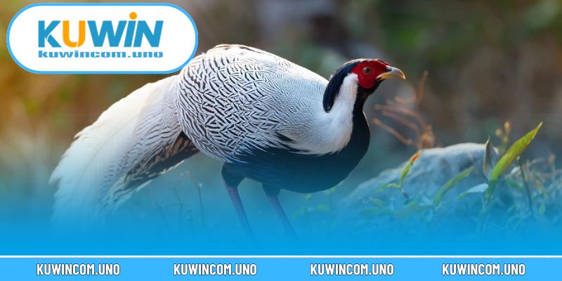 Giống kê này phù hợp với chọi trực tiếp, đồng đội và giải đấu