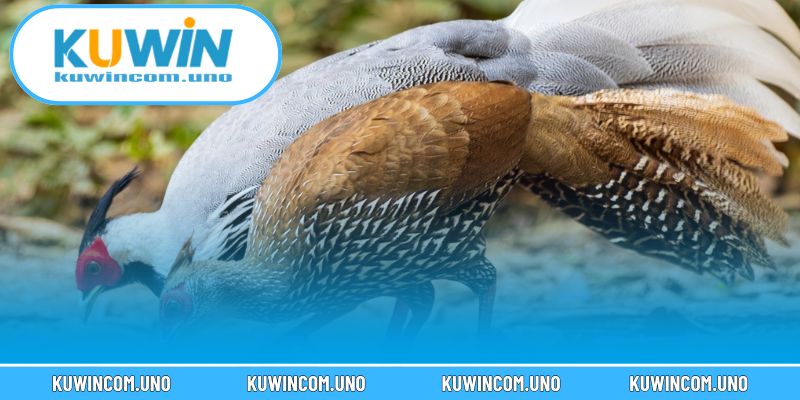  Lý do chọn gà mặt trăng là sức bền và phản xạ tốt