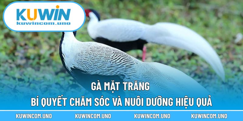 Gà Mặt Trăng - Bí Quyết Chăm Sóc Và Nuôi Dưỡng Hiệu Quả