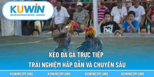 Kèo Đá Gà Trực Tiếp - Trải Nghiệm Hấp Dẫn Và Chuyên Sâu