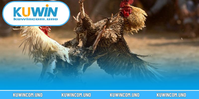 Các cửa cược trong kèo đá gà trực tiếp