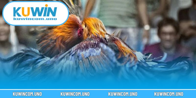 Kèo đá gà trực tiếp thu hút bởi sự kịch tính bất ngờ