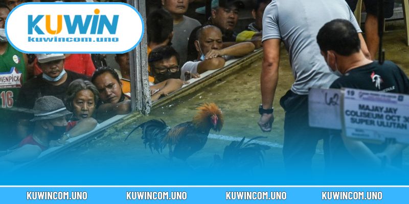 Kèo đá gà trực tiếp gồm cựa sắt, cựa dao và gà nòi