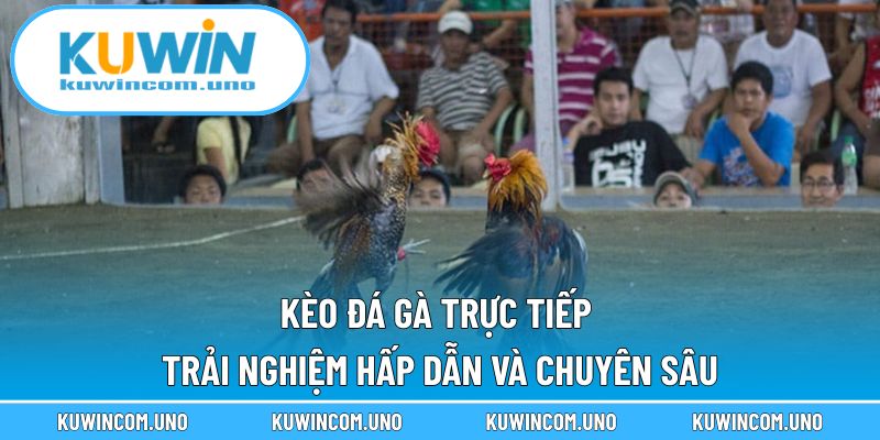 Kèo Đá Gà Trực Tiếp - Trải Nghiệm Hấp Dẫn Và Chuyên Sâu