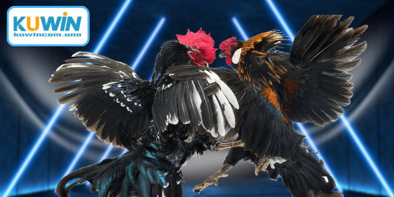 Đá Gà Thomo Trực Tiếp Mới - Trải Nghiệm Đỉnh Cao Tại Campuchia