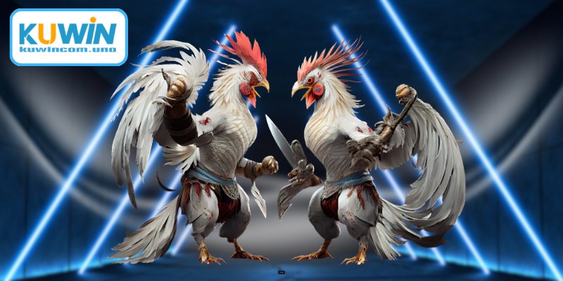 Hiểu rõ sức hấp dẫn từ đá gà Thomo trực tiếp mới