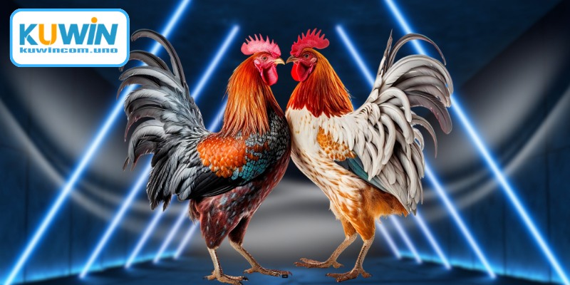 Quy trình đặt cược các trận đấu gà Thomo